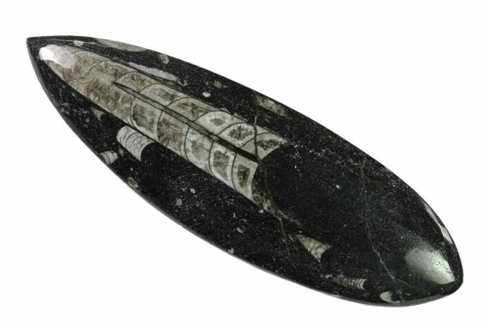 Polished Fossil Orthoceras (Cephalopod) - Morocco #138404